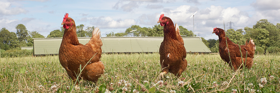 Brexit could be an opportunity for farmers thinking of moving into the poultry sector