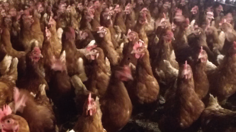FLOCK FOCUS: Part 3, The Ranger