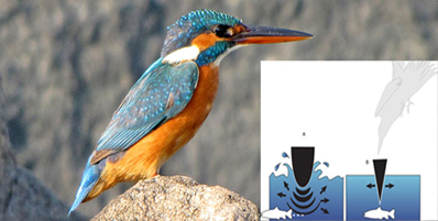 Kingfisher.png