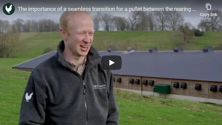 The importance of a seamless transition for a pullet between the rearing and laying houses 