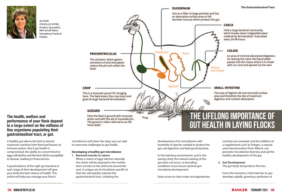 RANGER article: The lifelong importance of gut health in laying flocks