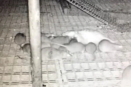 Winning the Rat Race - how rodents fleeing harvest can quickly infiltrate a poultry farm