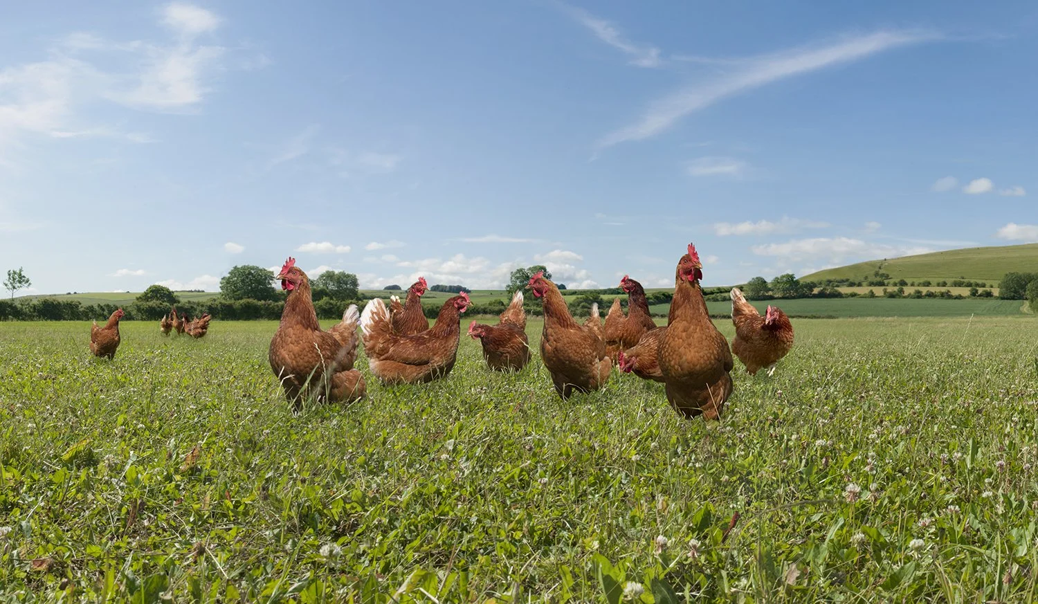 Weekly Commodity Report w/e 11th March