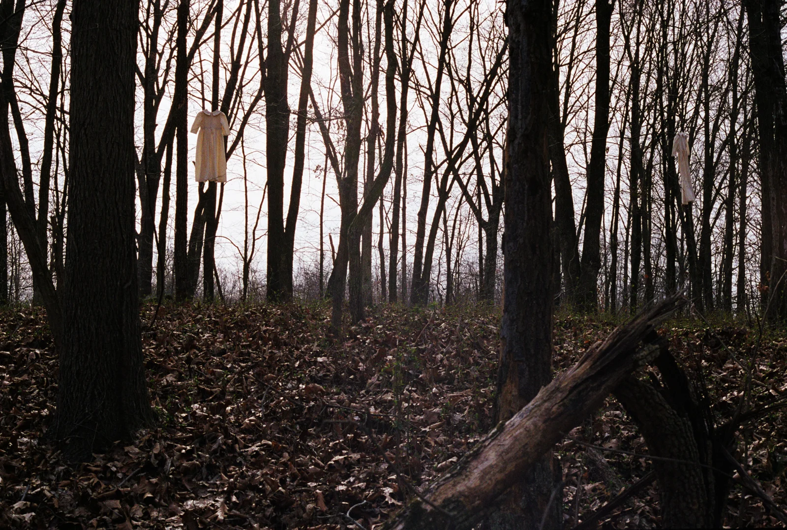 Into the Woods