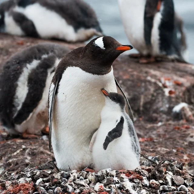 Happy Earth Day!
Scenes of the Gentoo penguin colony at Port Lockroy, the southernmost post office in the world located in Antarctica.
This year the Penguin Post Office received a record number of applicants for 4 jobs requiring a 5 month stint without running water or electricity.
There is so much beauty all around us and Antarctica has definitely given me a greater appreciation for our planet.
#antarcticaordie
(at Antarctica)