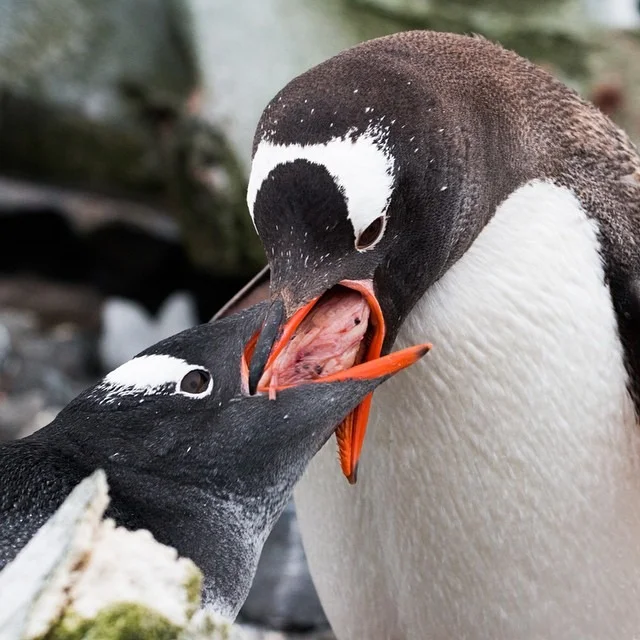 | FEEDING TIME |
A Gentoo penguin feeds it’s chick a large piece of krill to prepare it for winter, which is fast approaching.
It’s common to see parent Gentoo penguins leading their chicks on a feeding chase, forcing the chicks to exercise and learn how to become independent.
#antarcticaordie (at Antarctica)