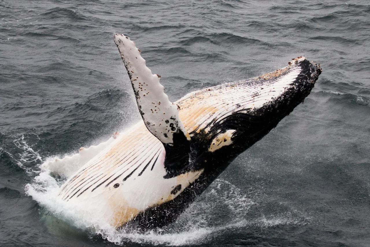 \ NOTHING BUT WHALE \
My first Antarctic expedition was truly one for the books!
This was one of my favorite moments, seeing a humpback whale breach repeatedly for over an hour near the bow of our ship. At one point I actually had to choose between photographing the breaching whale or orcas.
According to one of our naturalists, this was quite a rare sighting so I feel very fortunate to have witnessed it even though my hands froze!
#antarcticaordie
(at Antarctica)