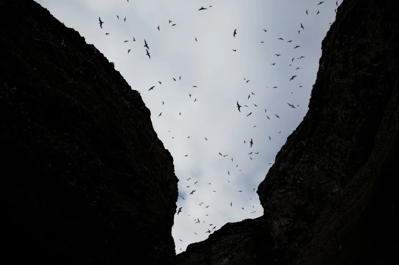 This Arctic Life
The bird cliffs at Diskobukta