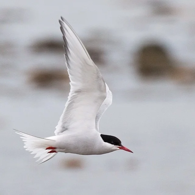 The Arctic tern has the longest migration known in the animal kingdom. They migrate between the Arctic and Antarctic regions and have annual roundtrip lengths of about 44,300 miles. They are also infamous for pecking at humans and polar bears, sometimes drawing blood from both. #thisarcticlife (at Svalbard)
