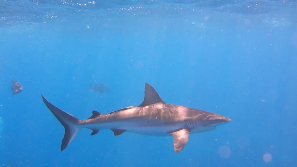 I photographed this reef shark on the Great Barrier Reef off of Port Douglas, Queensland, Australia. The diving off of Port Douglas is absolutely pristine!