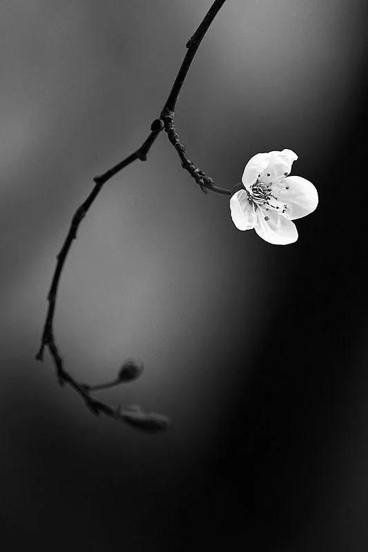 Flower - Sanctification.jpg