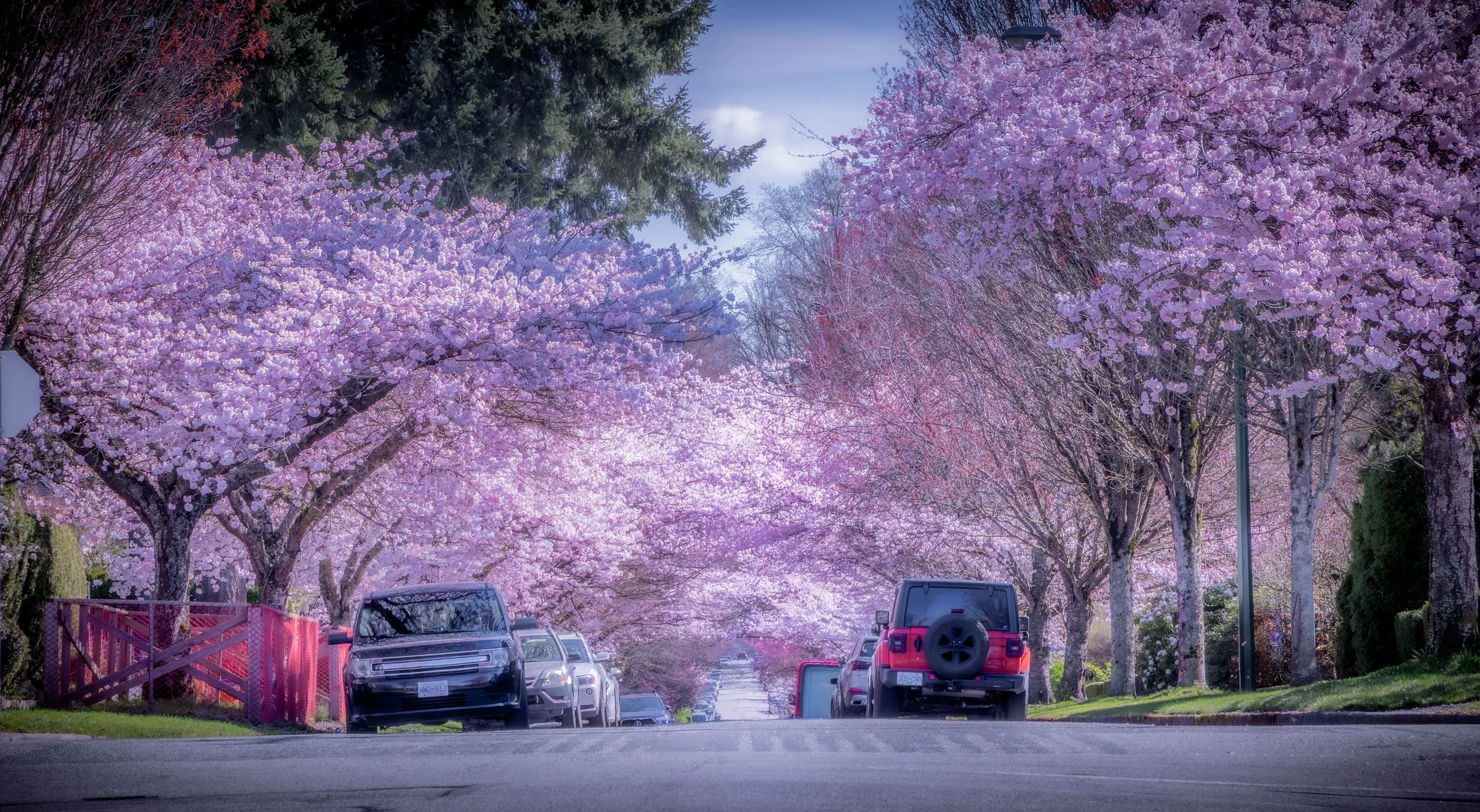 Dunbar Blossoms II.jpg