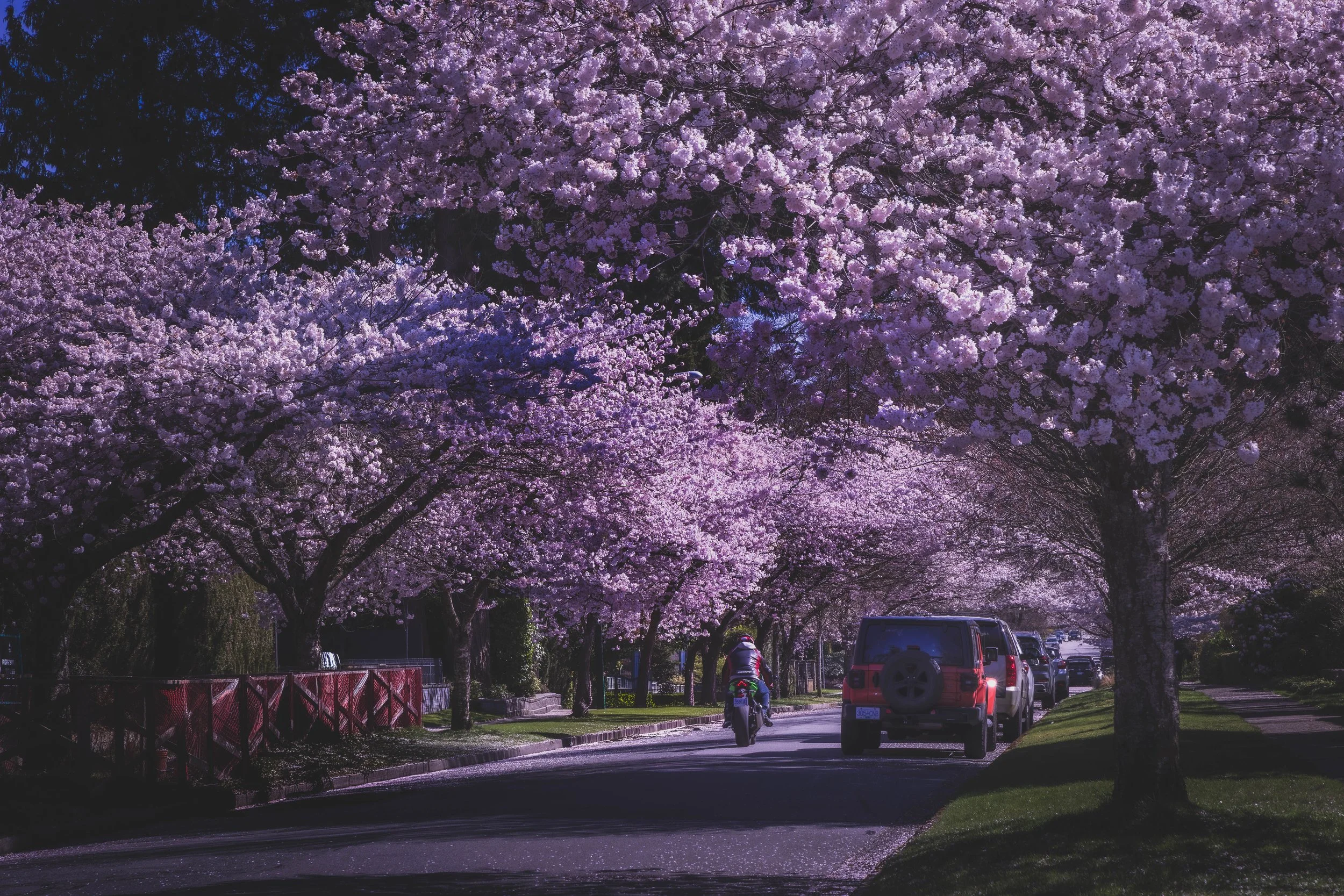 Dunbar Blossoms.jpg
