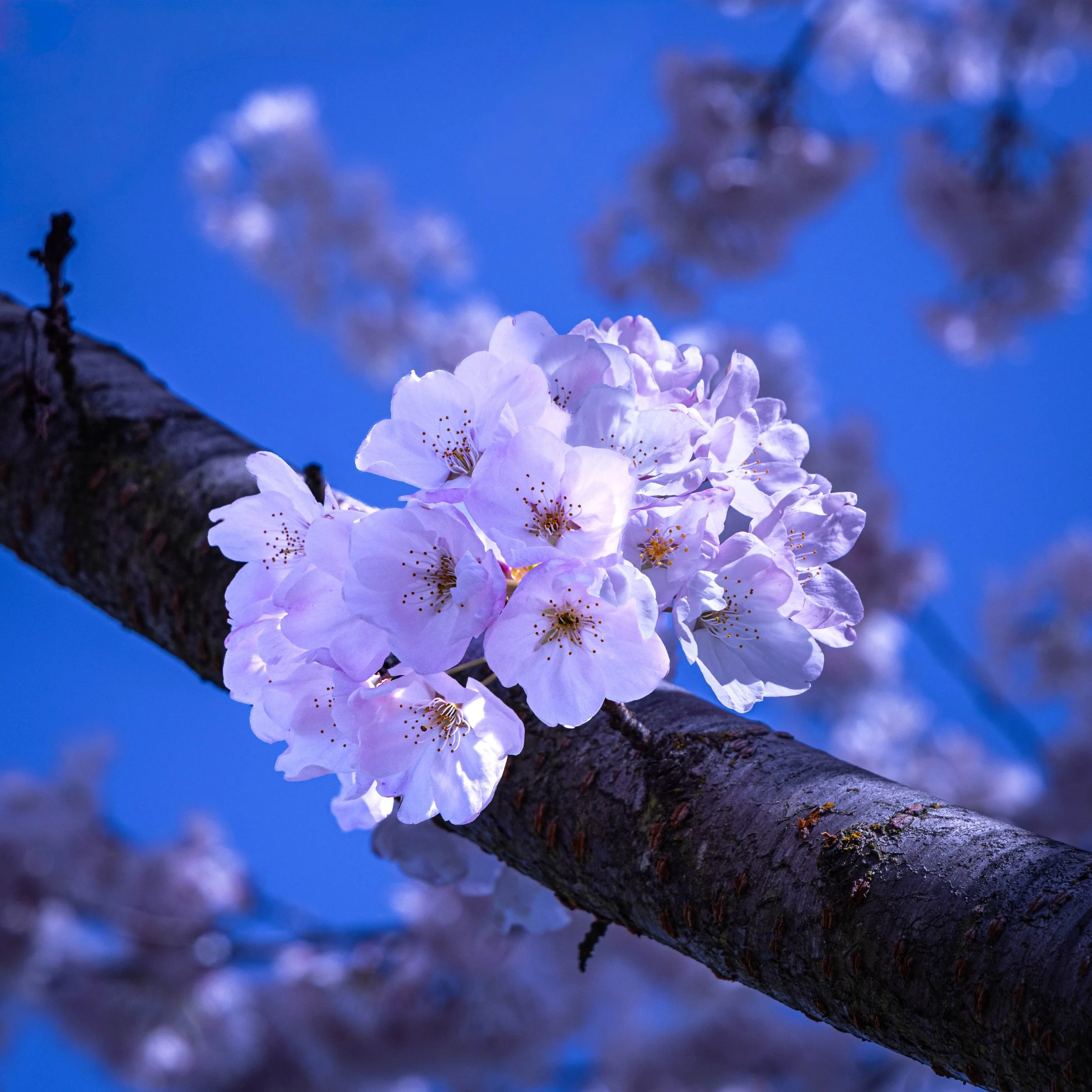 Dunbar Blossoms III.jpg