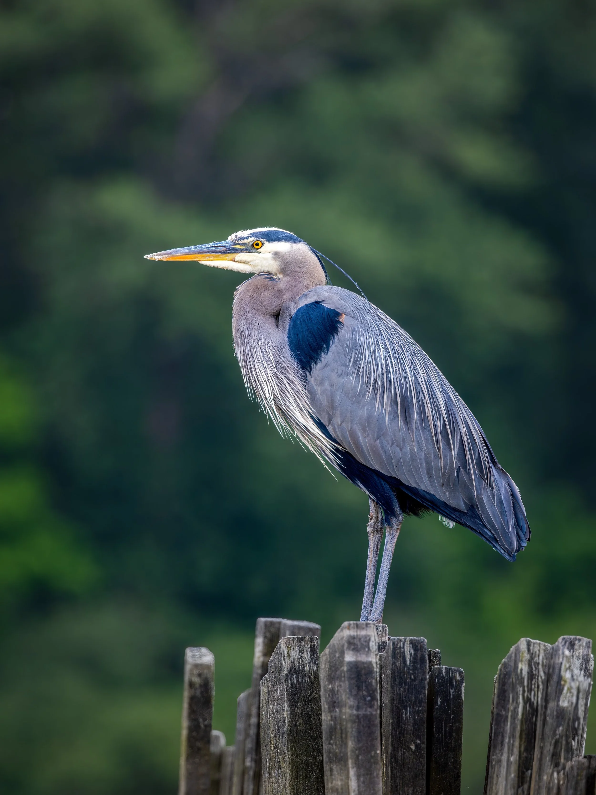 Great Blue Heron (Custom).jpg