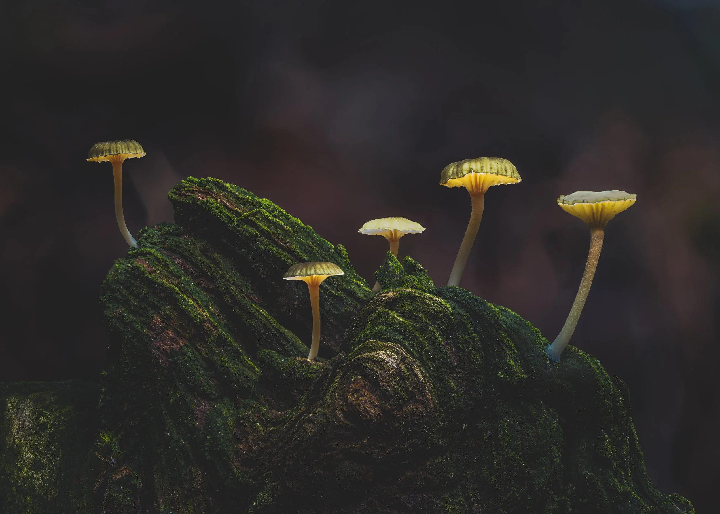 Five Glowing Mushrooms.jpg