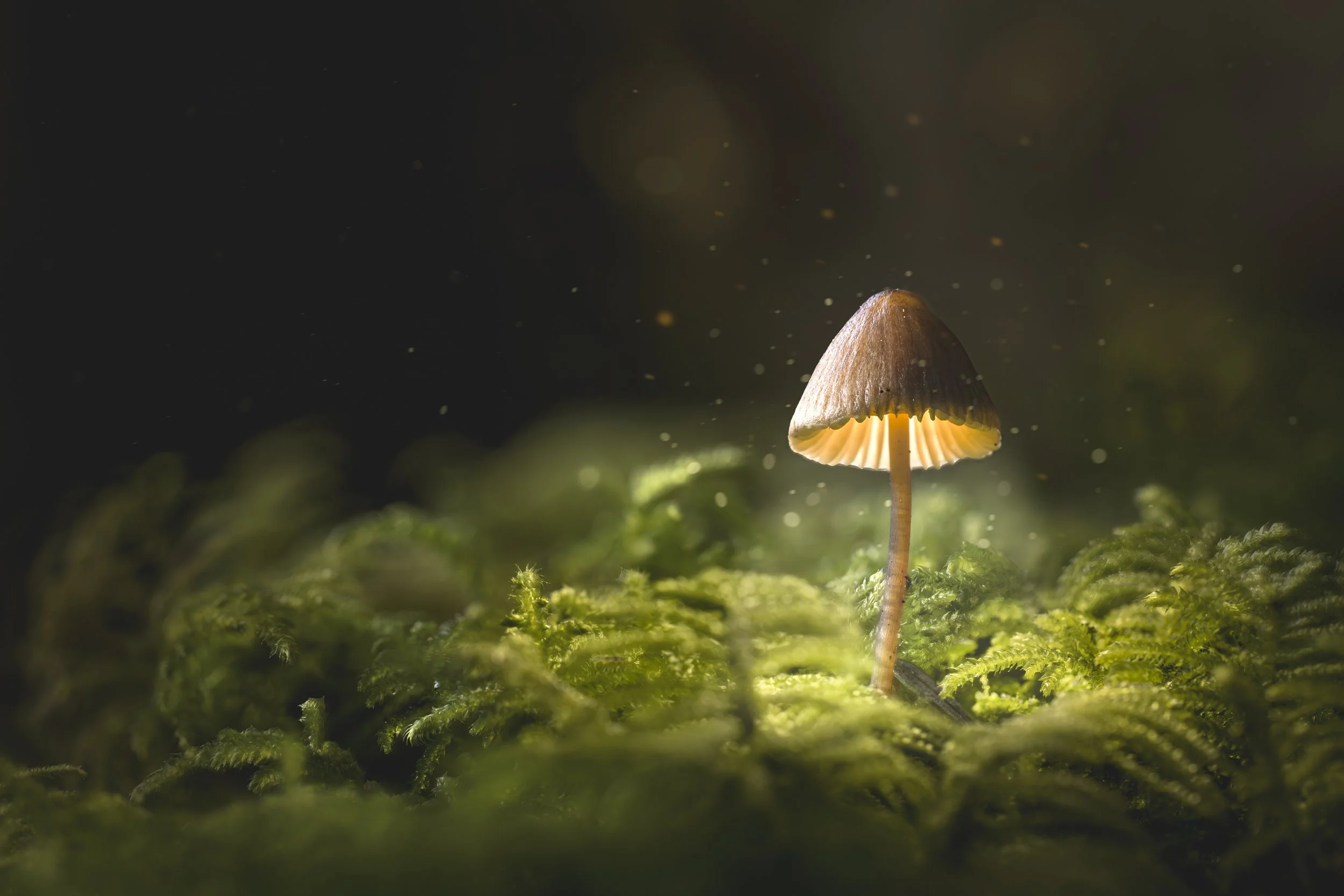 Magic Mushroom ii.jpg