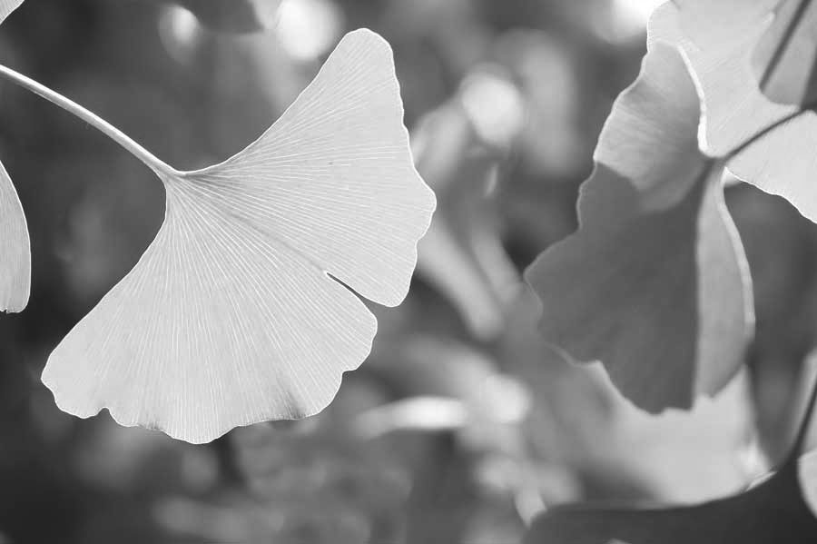 Ginkgo_grayscale.jpg