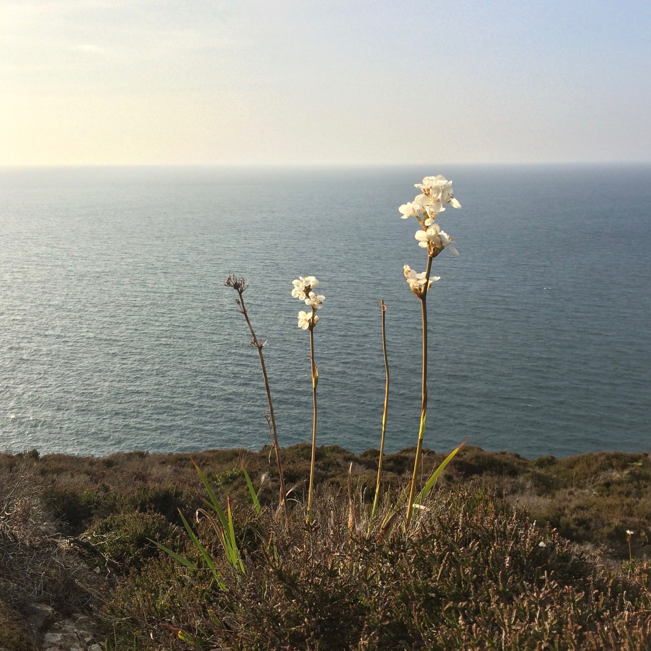 Coastal Flowers.jpg