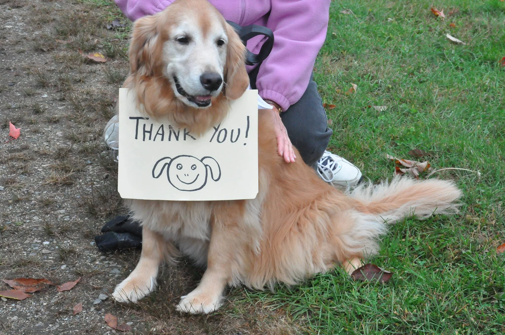 Dogs are Important Too