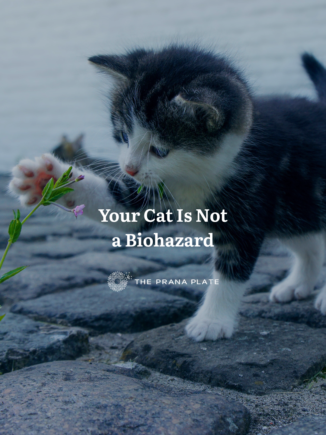 Your Cat Is Not a Biohazard [FULL ARTICLE]