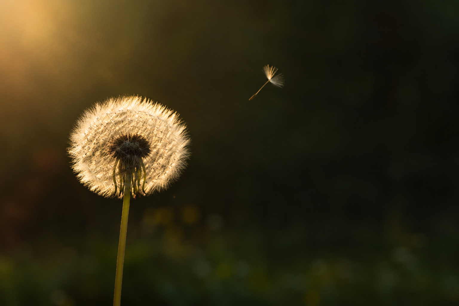 Golden hour dandelion drift.png