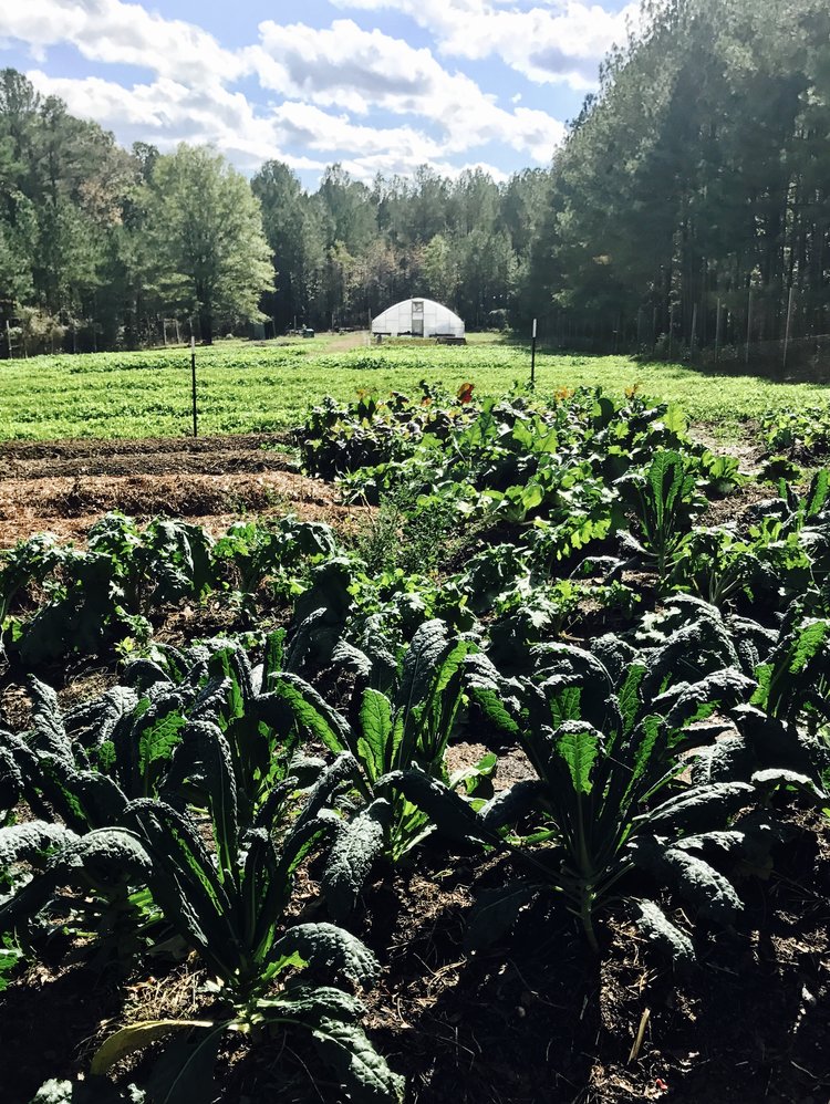farm.jpg