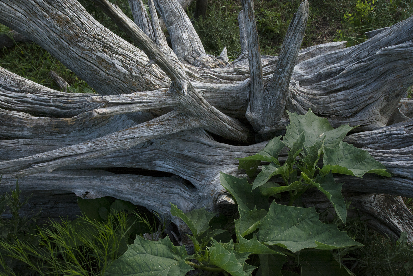 flint hills tree trunk.png