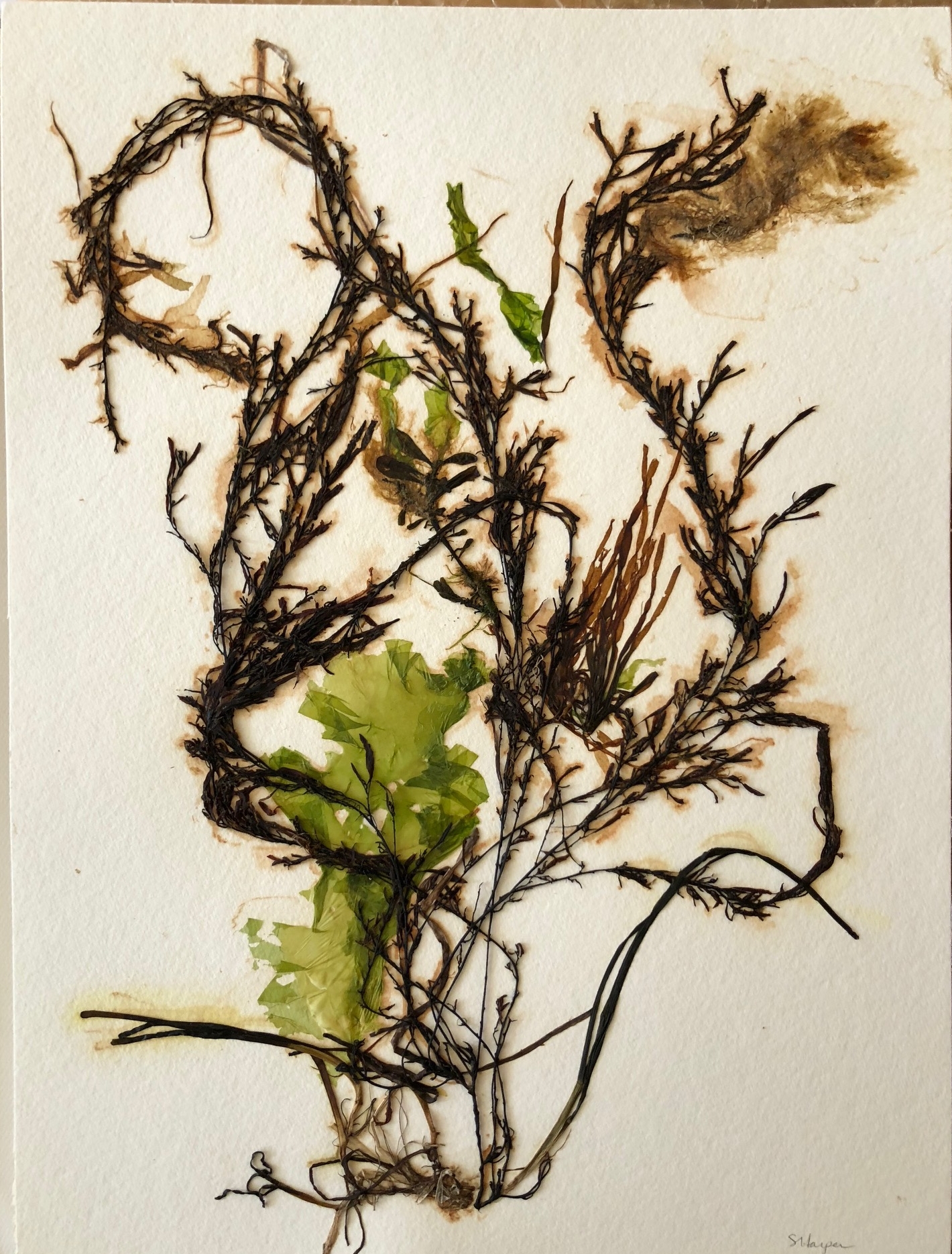 Seaweed 8/13, 11x14