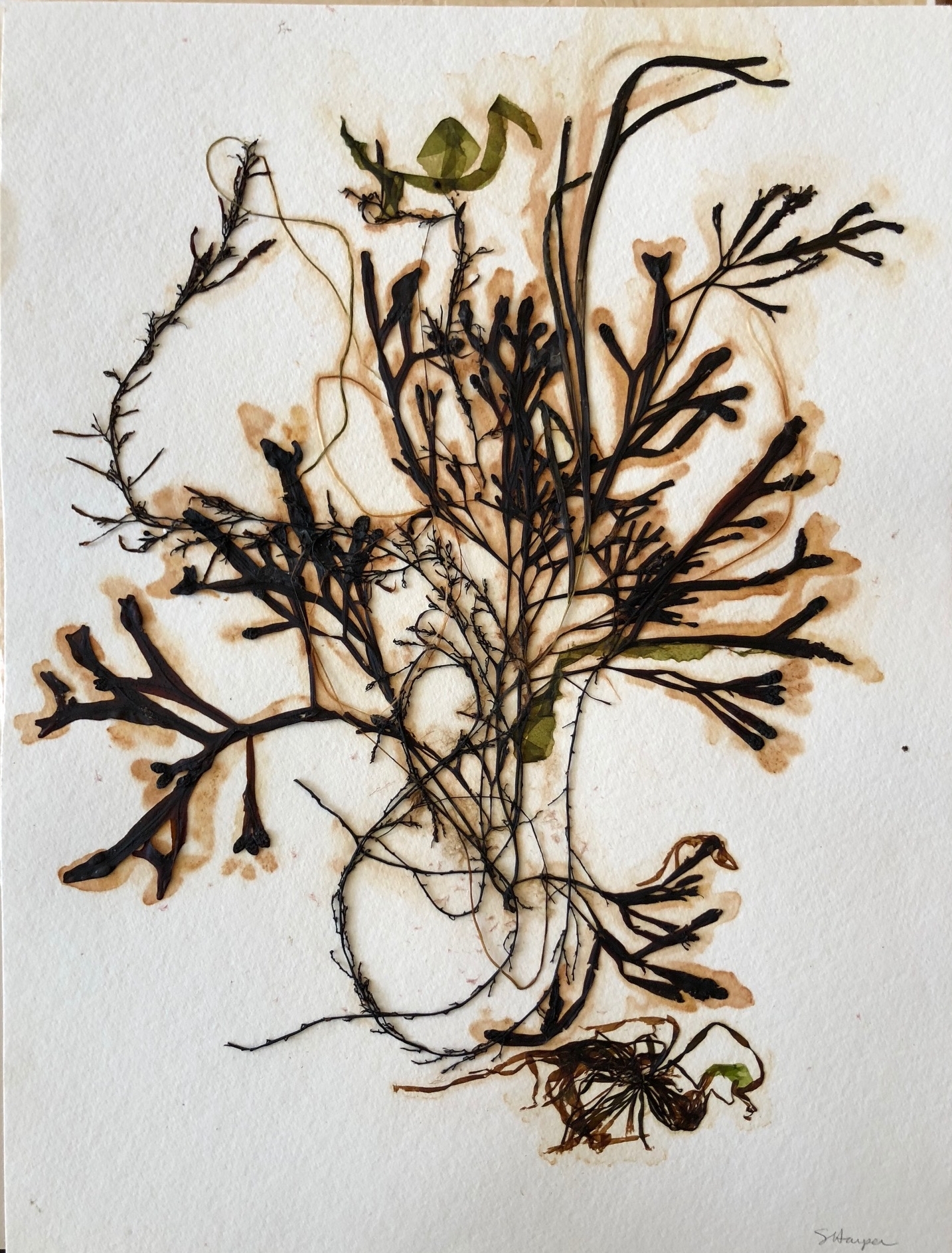 Seaweed 9/13, 11x14