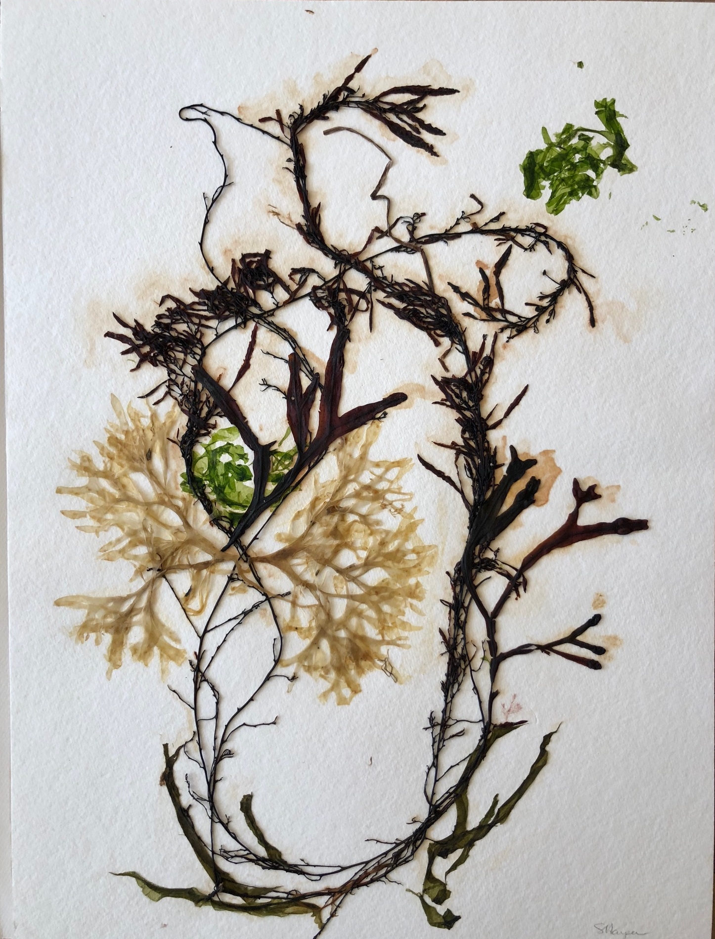 Seaweed 10/13, 11x14