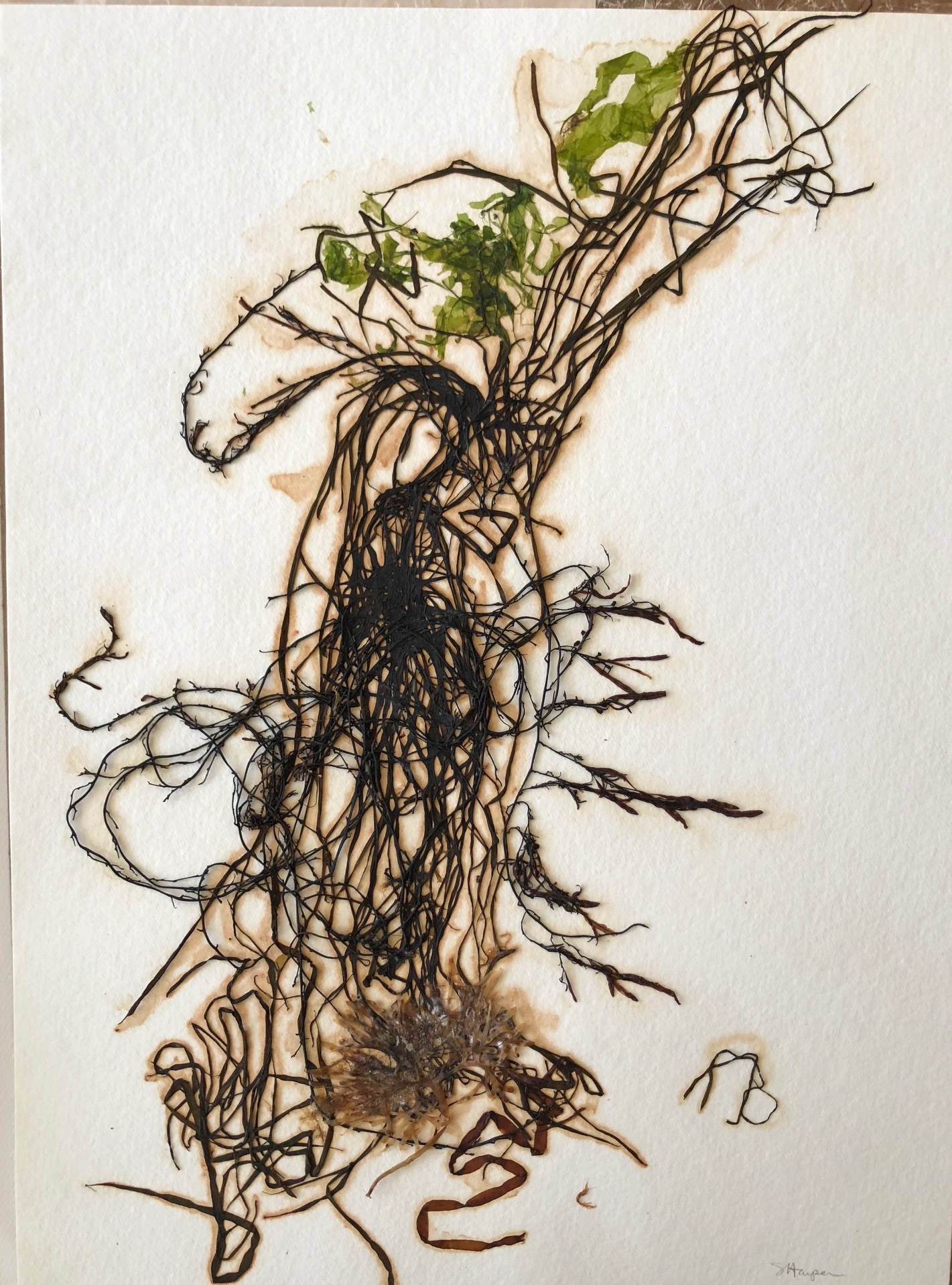 Seaweed 12/13, 11x14