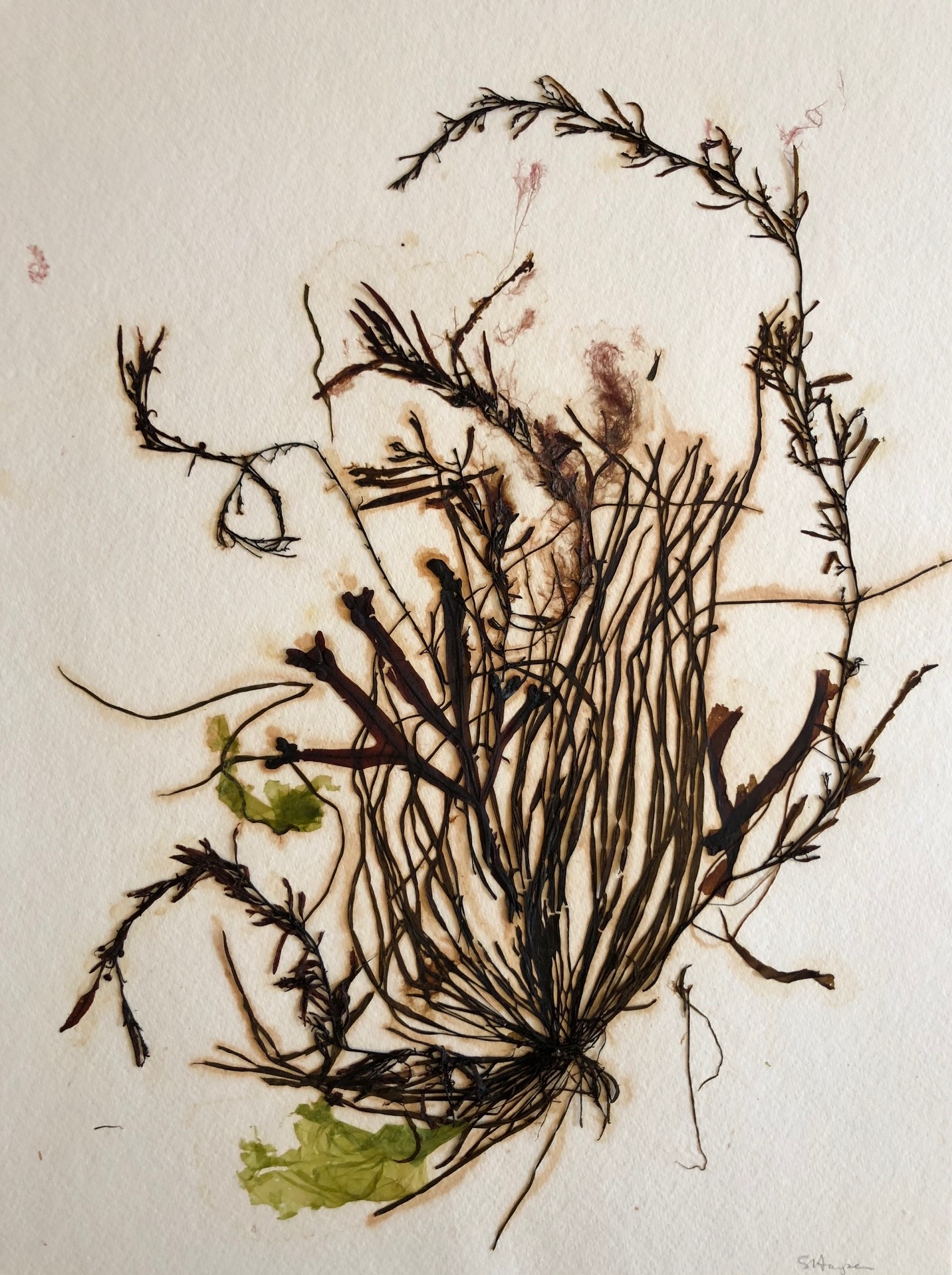 Seaweed 13/13, 11x14