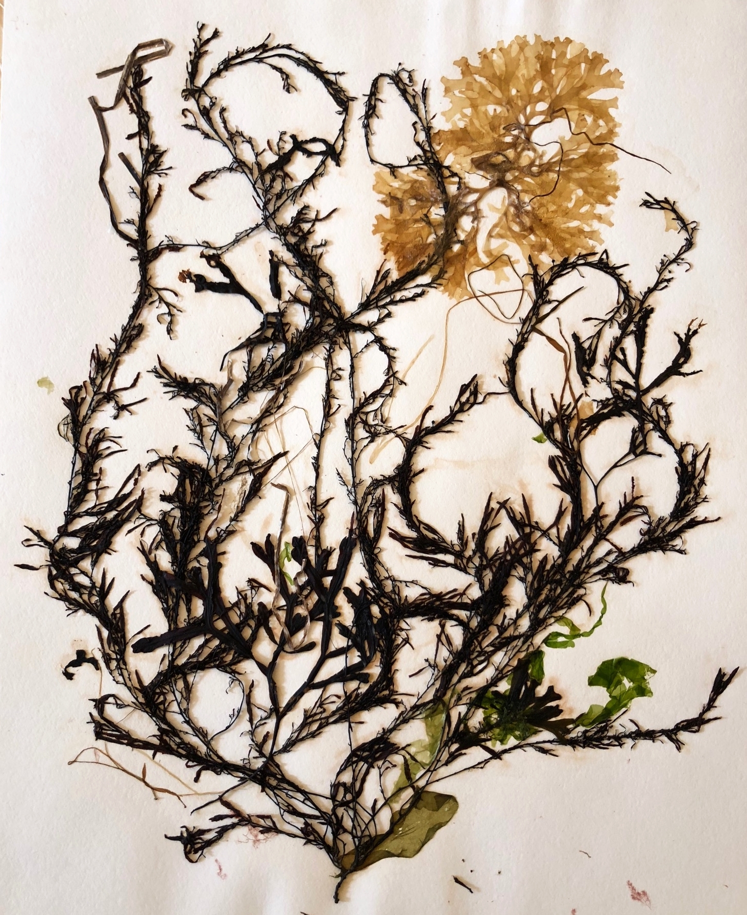 Seaweed 3/13, 11x14