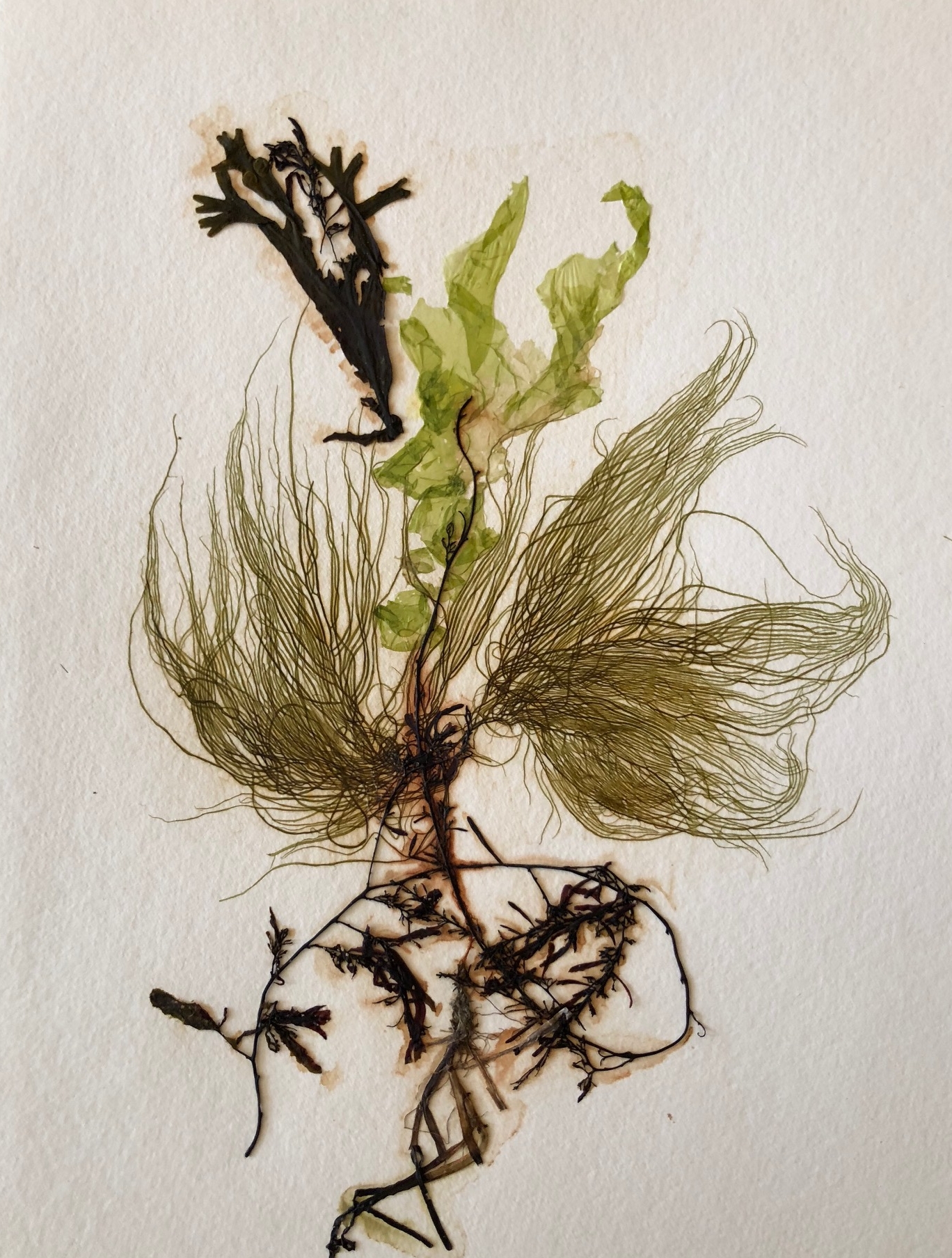Seaweed 6/13, 11x14