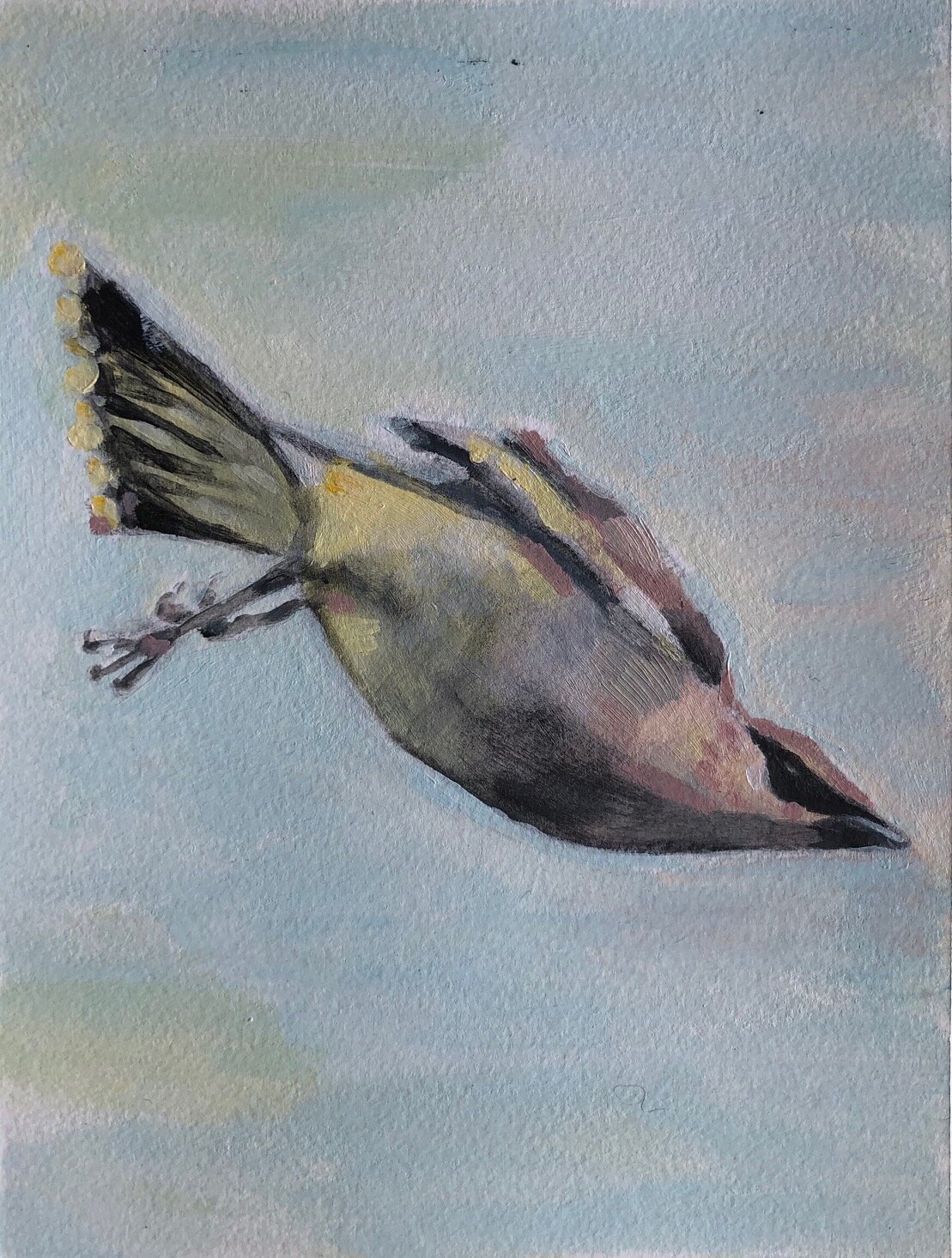 bird painting cedar waxwing in flight.jpg