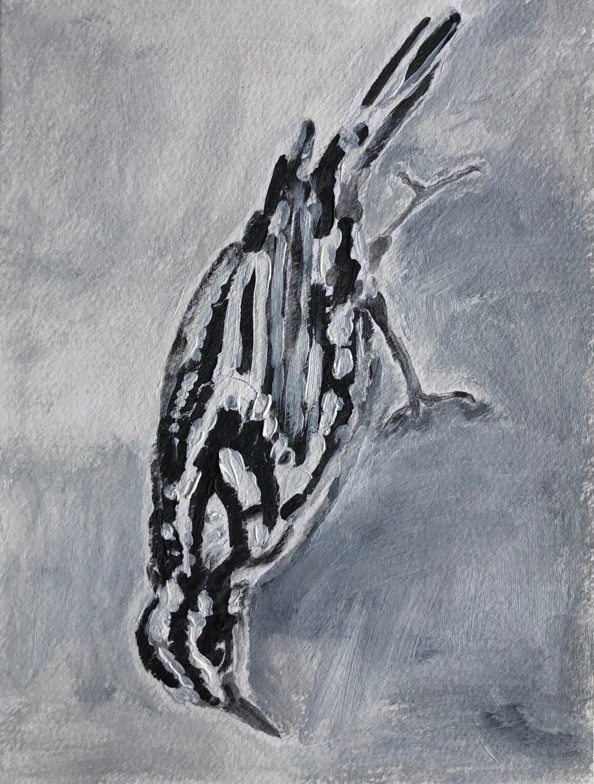 Bir painting, black and white warbler, acrylic, 6%22 x 9%22.jpg