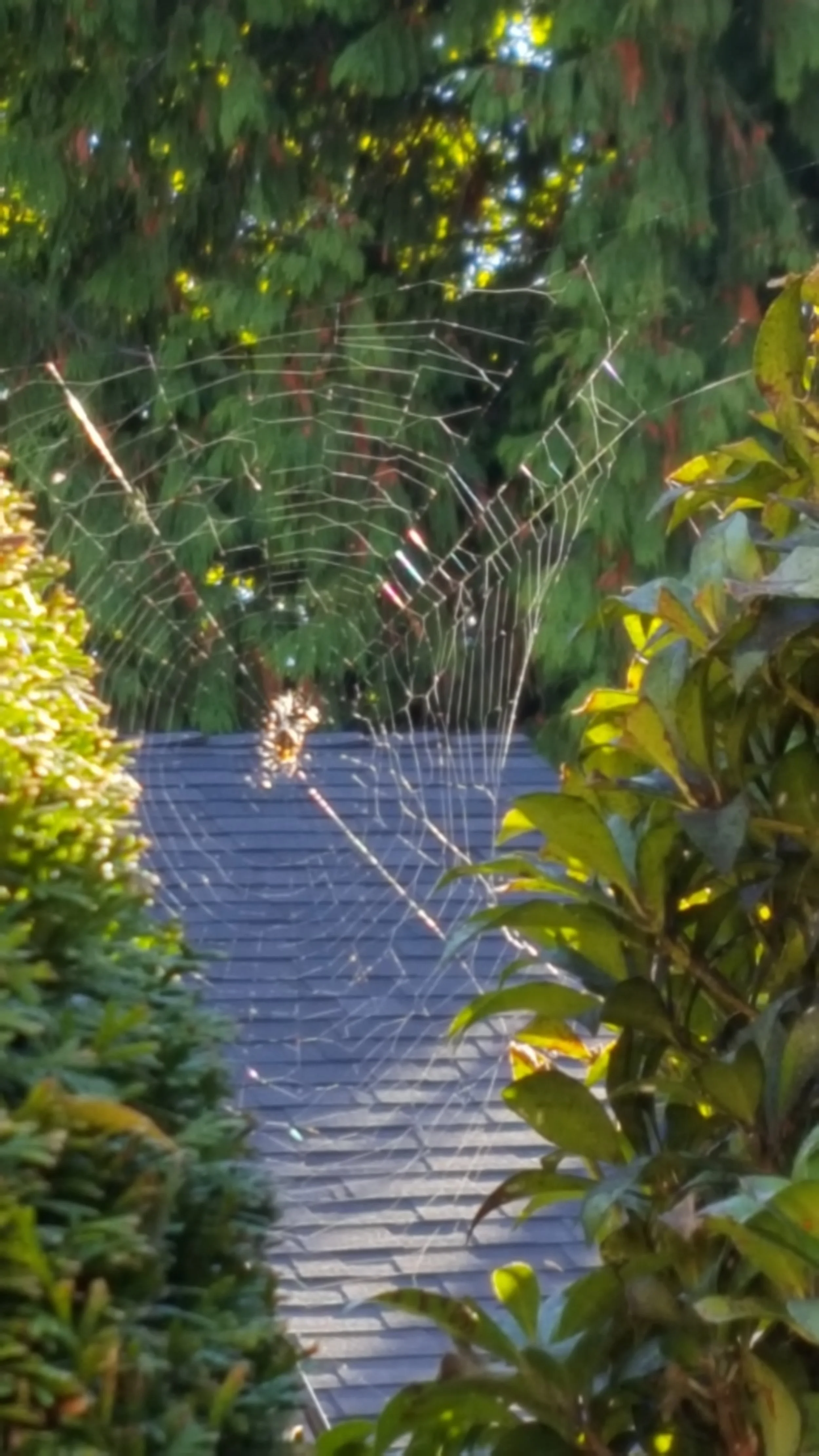 Spider Reflections