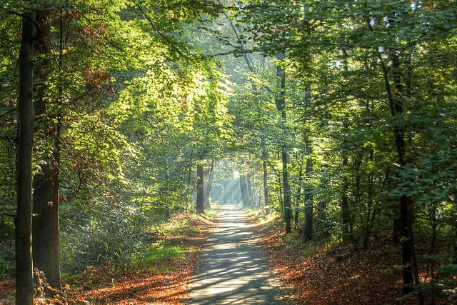 Biodynamic Craniosacral Therapy & Lyme Disease
