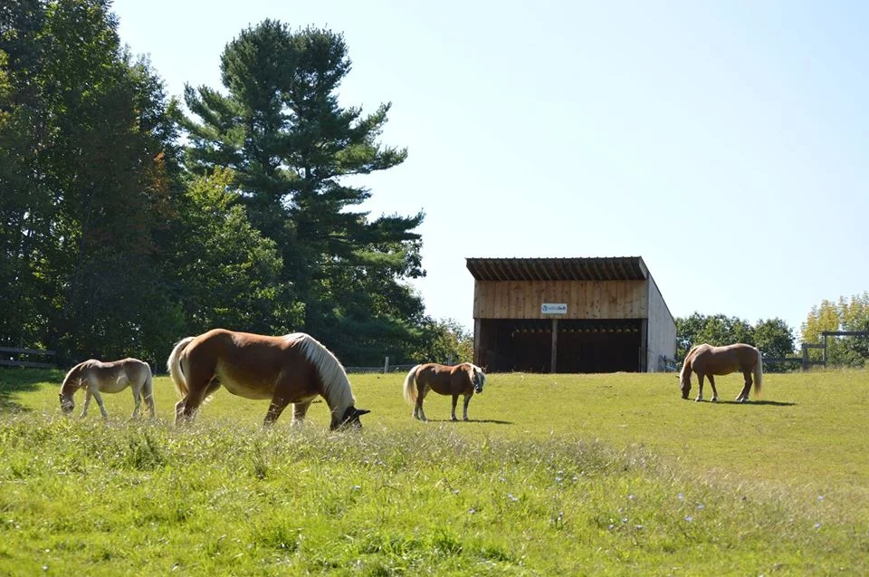 Herd Grazing.jpg