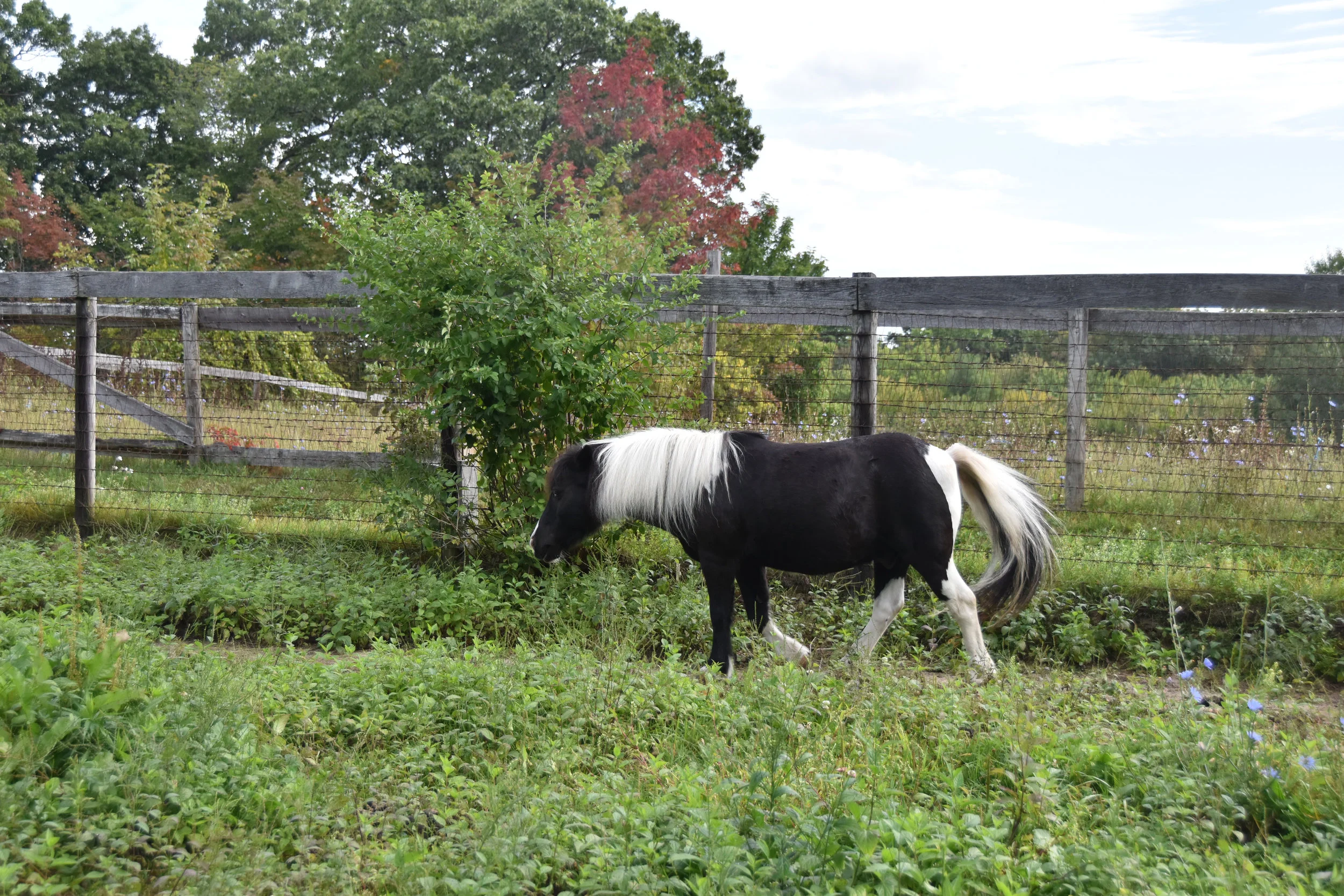 DSC_0094_ps.jpg