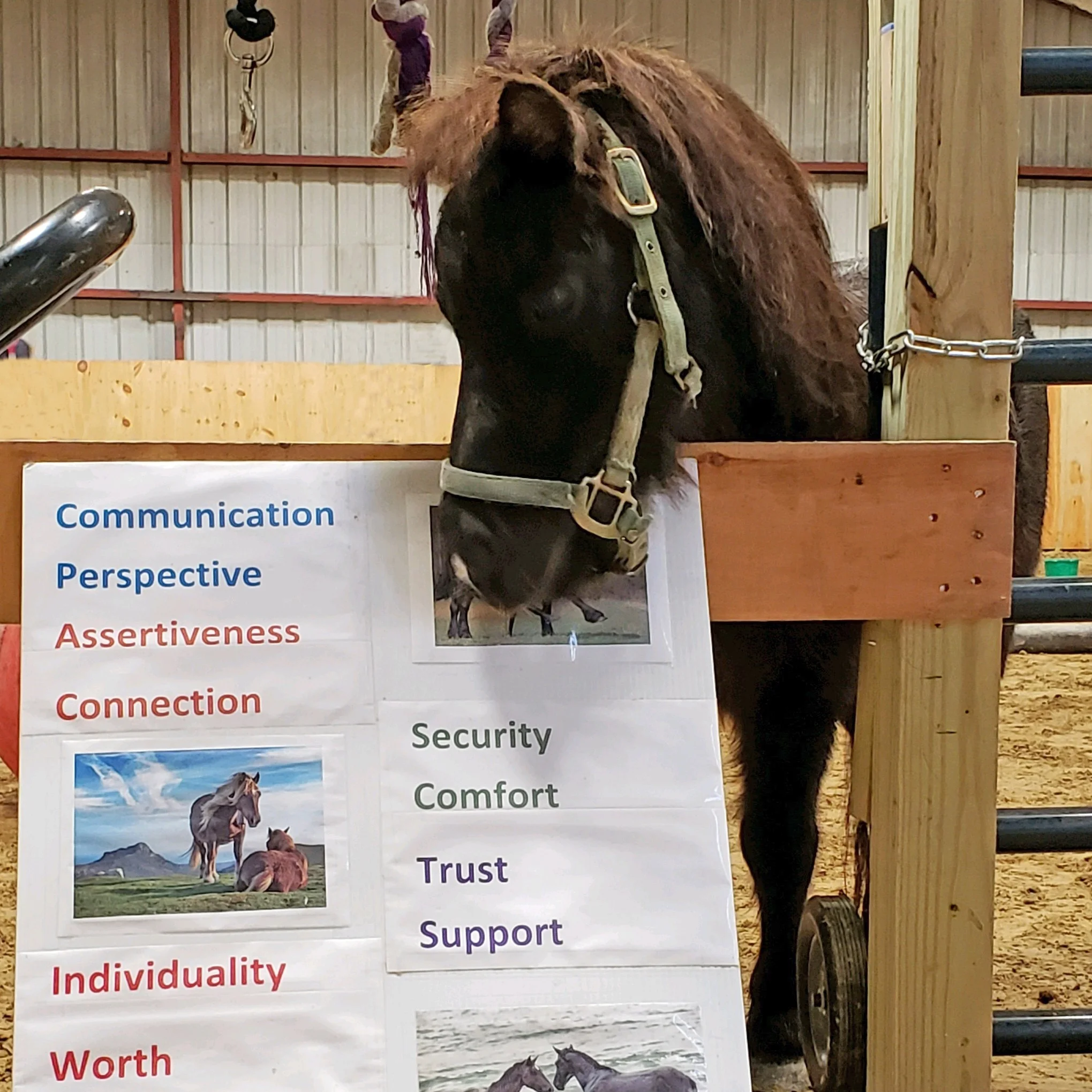 Resilience+Reins+without+peeps.jpg