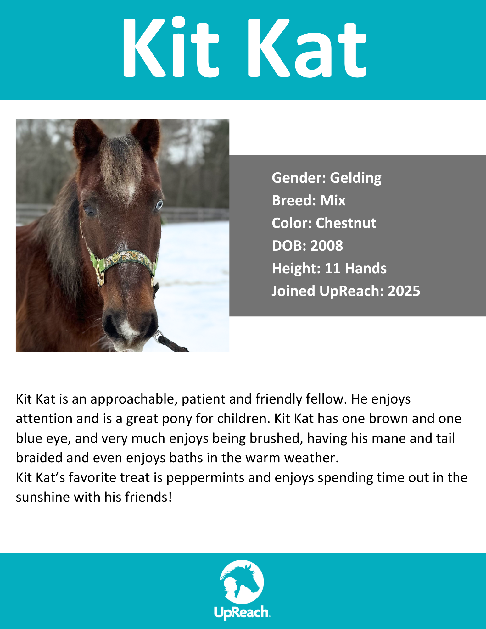Kit Kat — UpReach Therapeutic Equestrian Center, Inc.