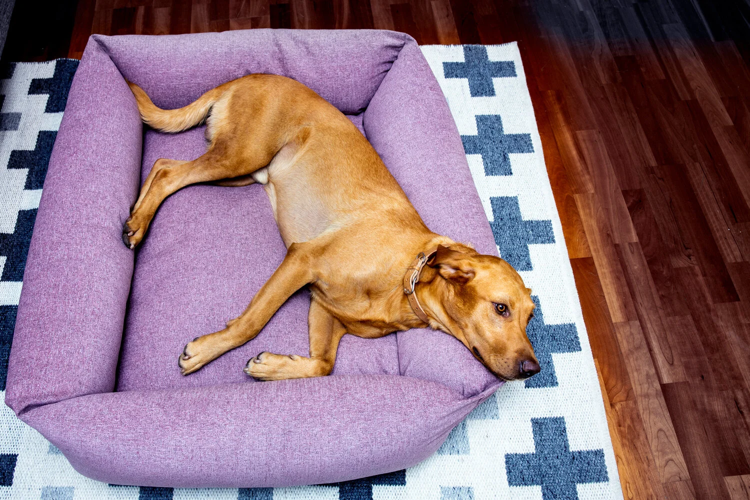 Shiro_Malou005.JPG