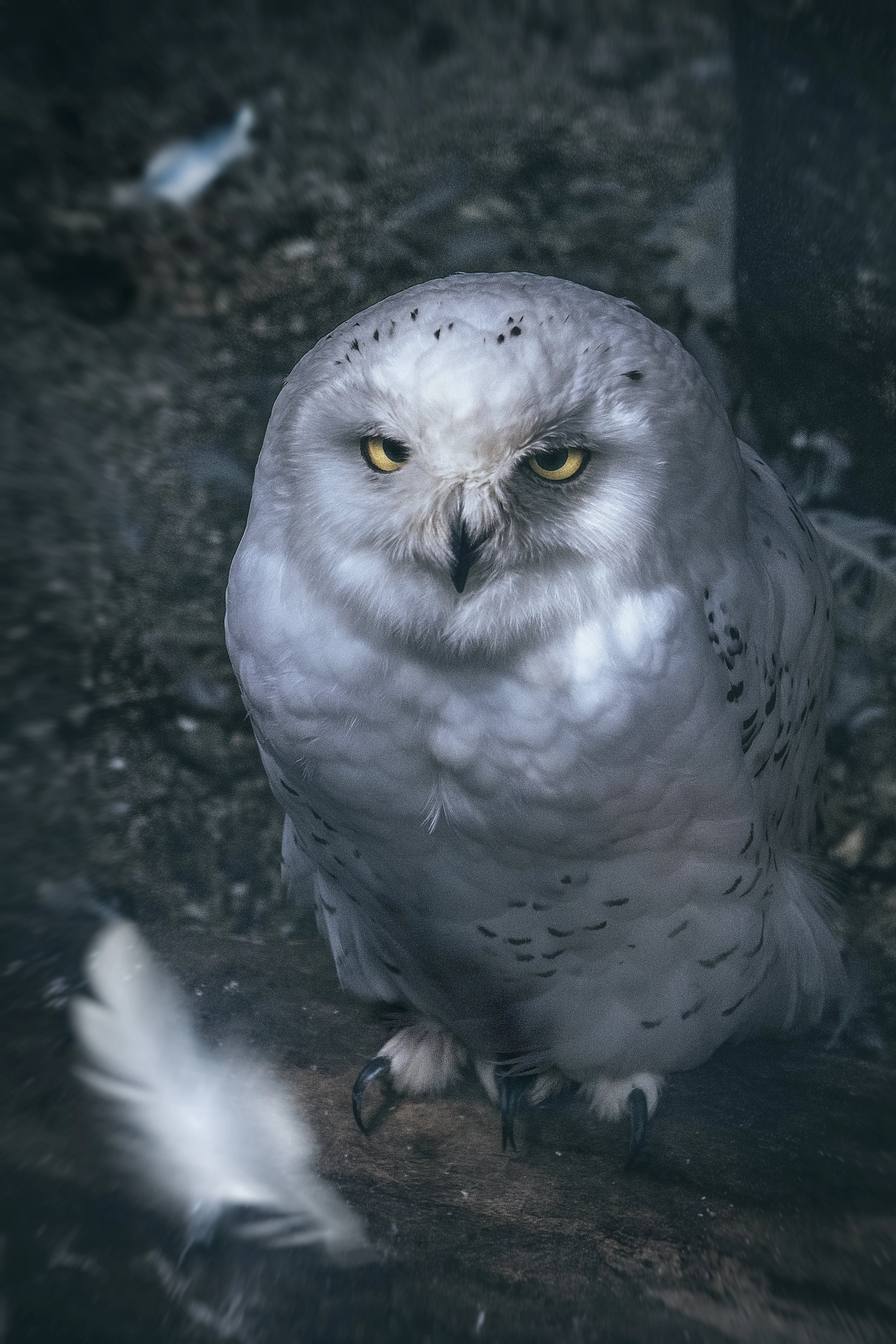 Owlfinal.jpg