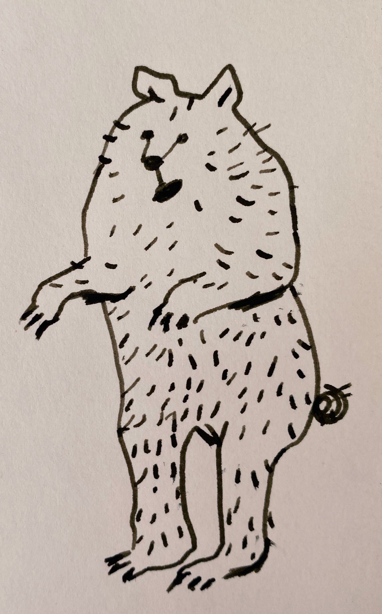 urso.jpg