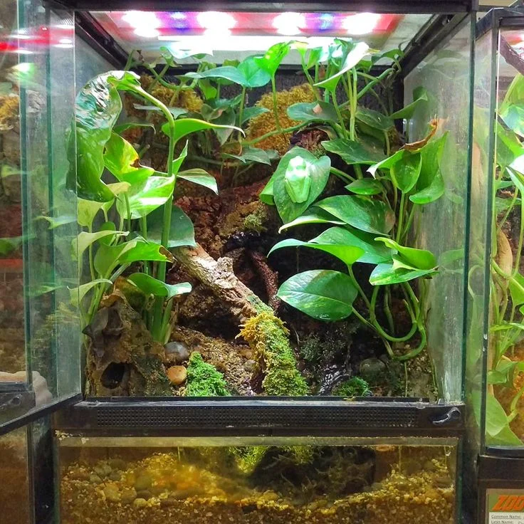 16ef57ea2e7b5ee695c4f1119fb059fe--frog-terrarium-amphibians.jpg