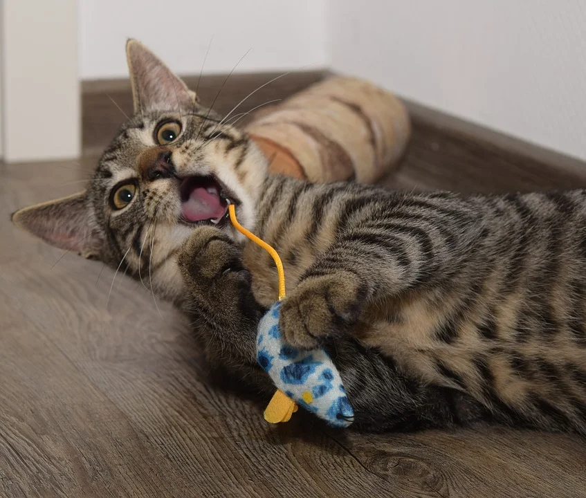 Animal-Mouse-Hunting-Cat-Funny-Catch-Cute-2801751.jpg
