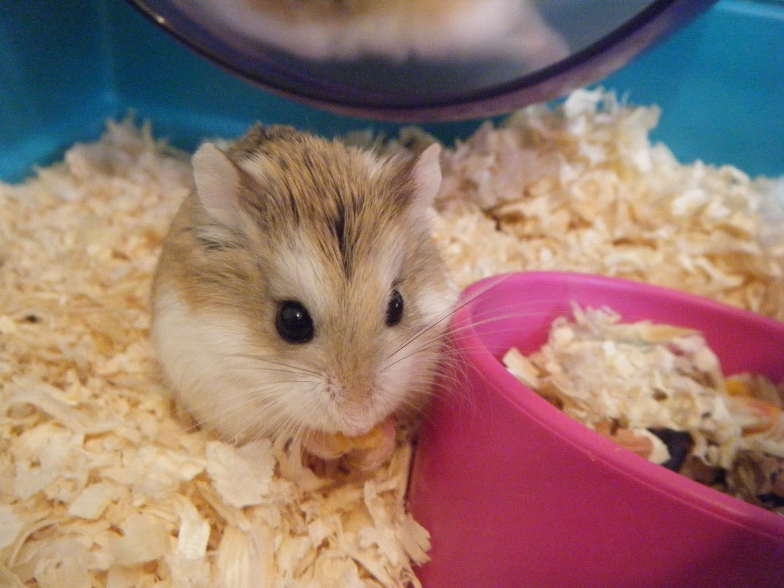 Cute Roborovski Hamster Wallpaper.jpg