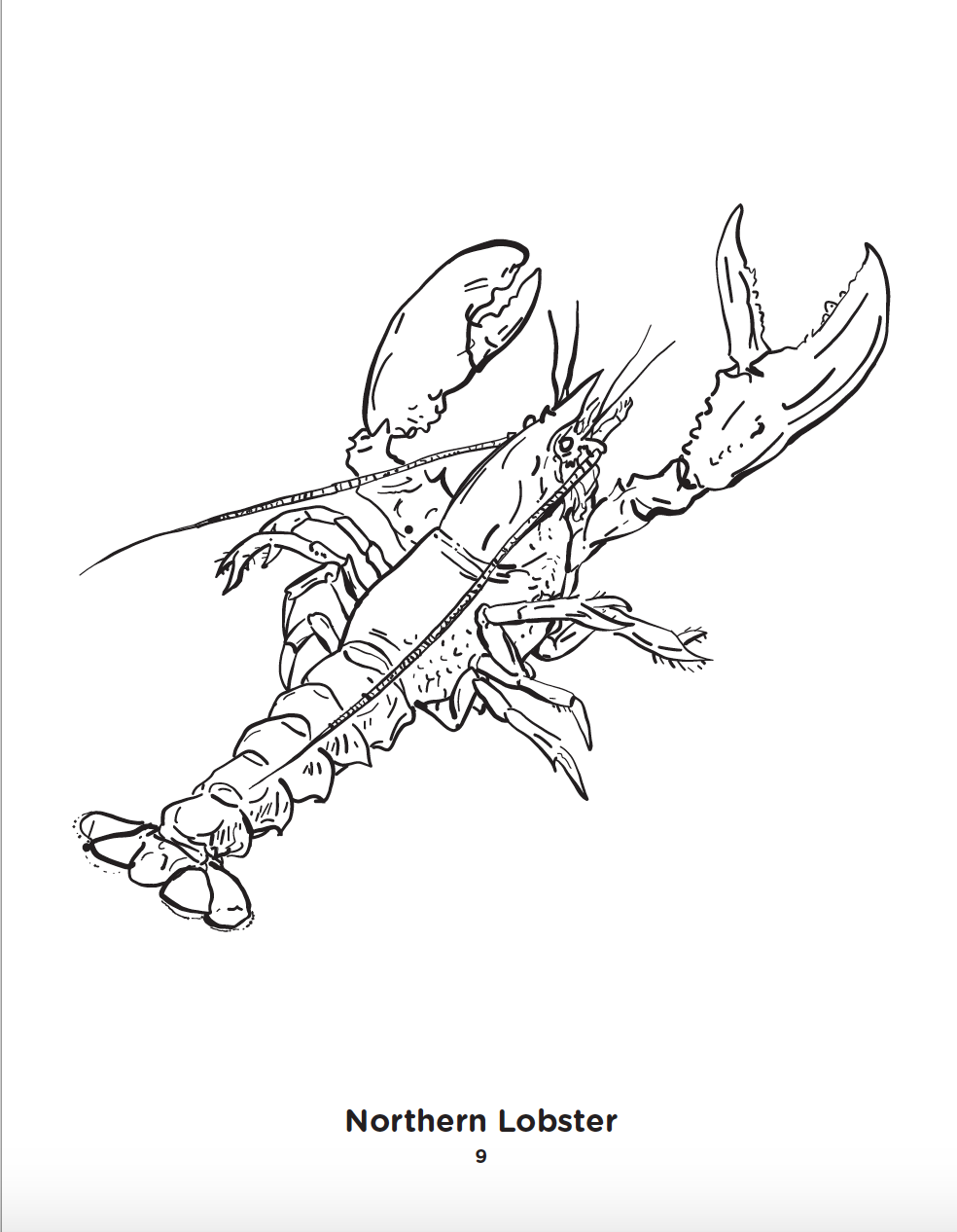 Lobster Coloring Page Image.png